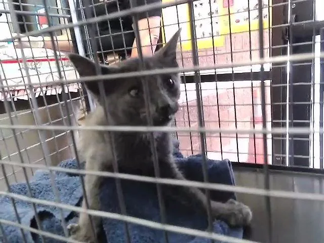 A baby small-sized male Domestic Short Hair cat named Sharky for adoption in Tulsa, OK
