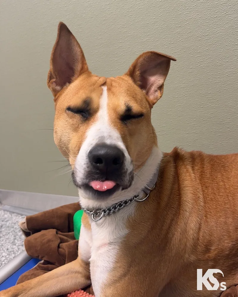 An adult large-sized female Apricot / Beige German Shepherd Dog dog named Charmy for adoption in Ponte Vedra, FL