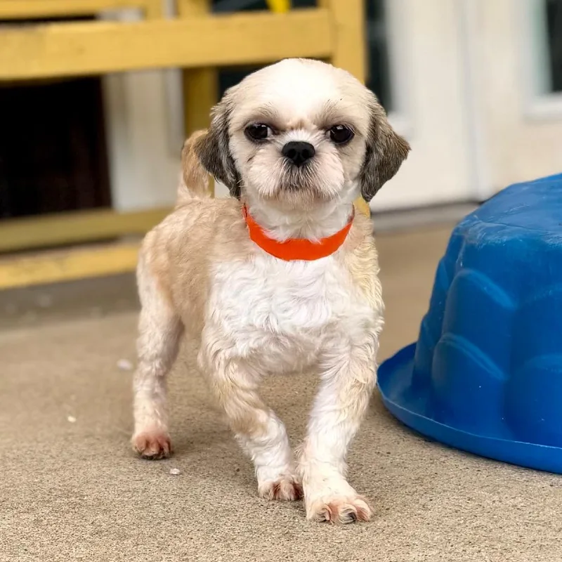 Peanut
