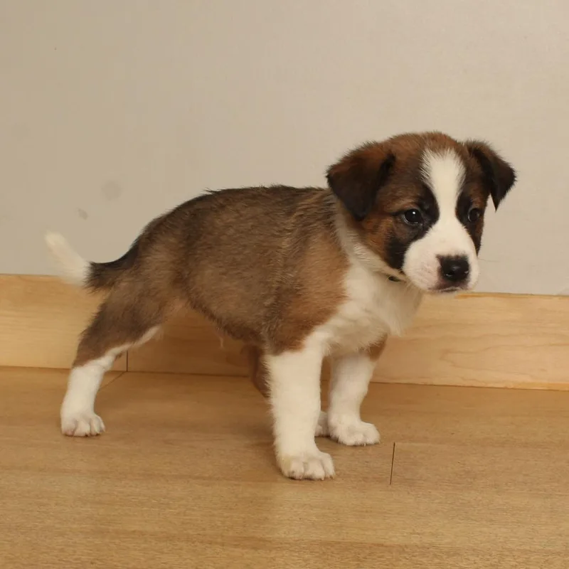 A baby medium-sized male Pit Bull Terrier dog named Phantom D for adoption in Minnetonka, MN
