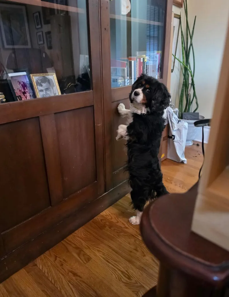 A young small-sized female Cavalier King Charles Spaniel dog named Shirley ARR for adoption in Pataskala, OH