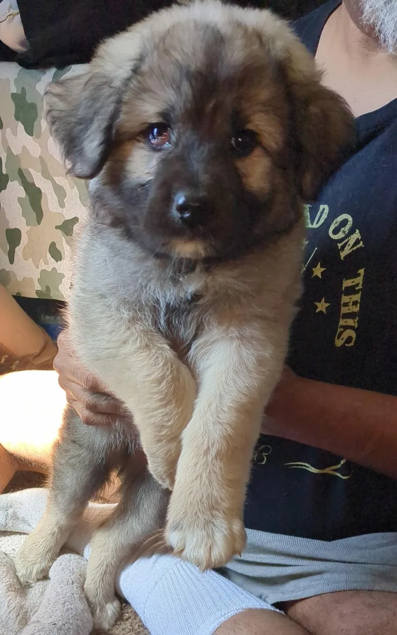 A baby large-sized female Gray / Blue / Silver Shepherd dog named Smoke for adoption in Chicopee, MA