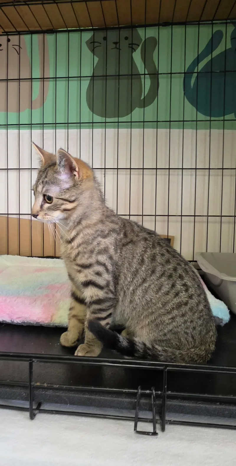 A baby medium-sized male Tabby (Gray / Blue / Silver) Domestic Short Hair cat named Egg for adoption in Delmar, NY