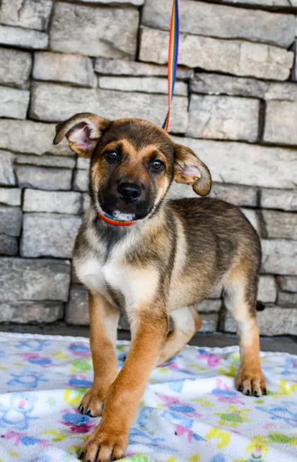 A baby large-sized male German Shepherd Dog dog named Spike for adoption in Yakima, WA