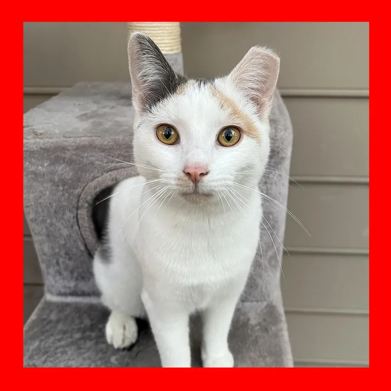 A young medium-sized female Calico Calico cat named Tommy for adoption in Durham, NC