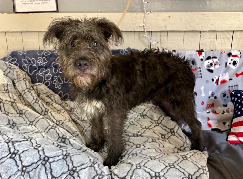 A baby medium-sized male Terrier dog named Fuzzball for adoption in Fort Worth, TX