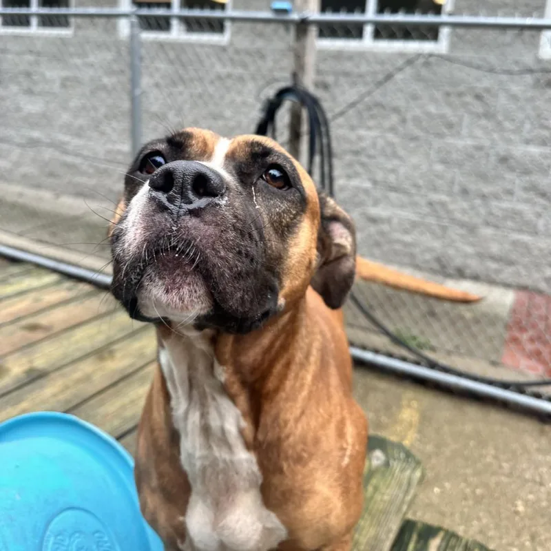 An adult large-sized female Brown / Chocolate Mixed Breed dog named Ava Bug for adoption in Charleston, WV