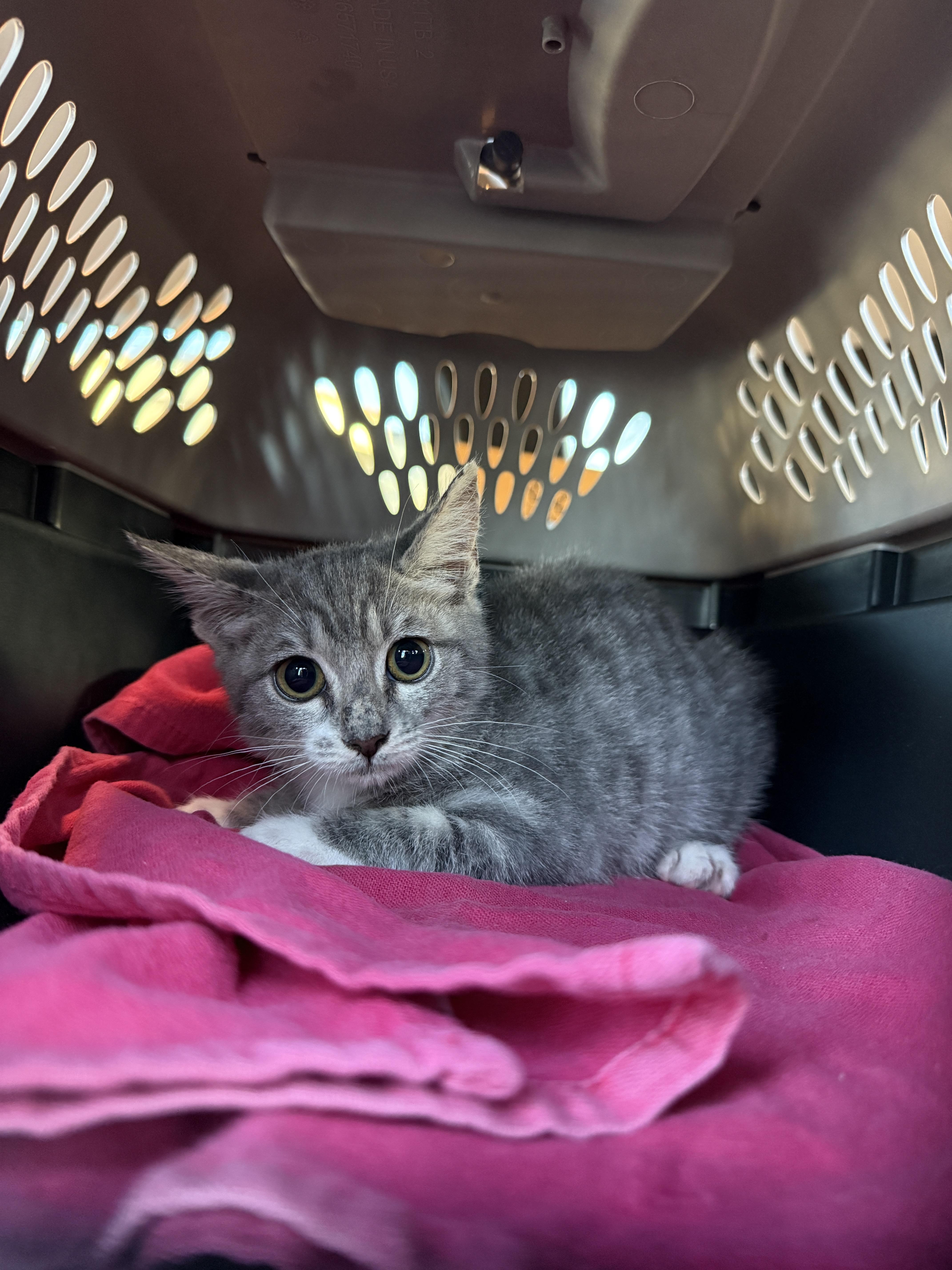 A baby medium-sized male Tabby (Gray / Blue / Silver) Domestic Short Hair cat named Oscar for adoption in Oceanside, CA