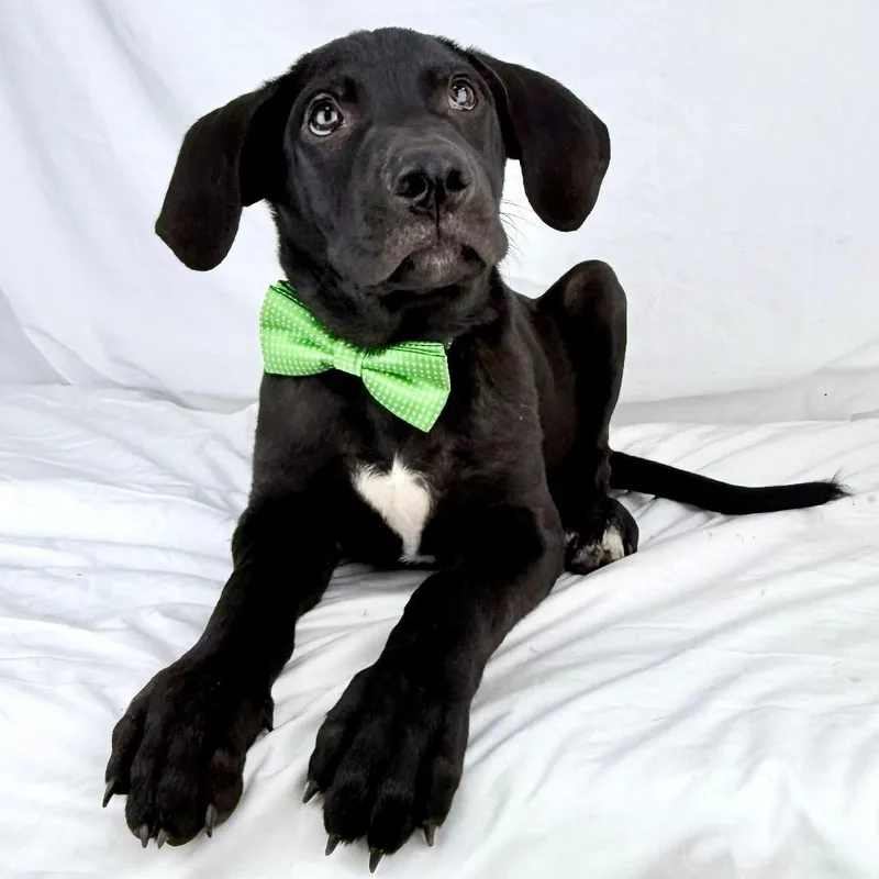 A baby medium-sized male Black Shepherd dog named Weasley  Local October for adoption in Brookshire, TX