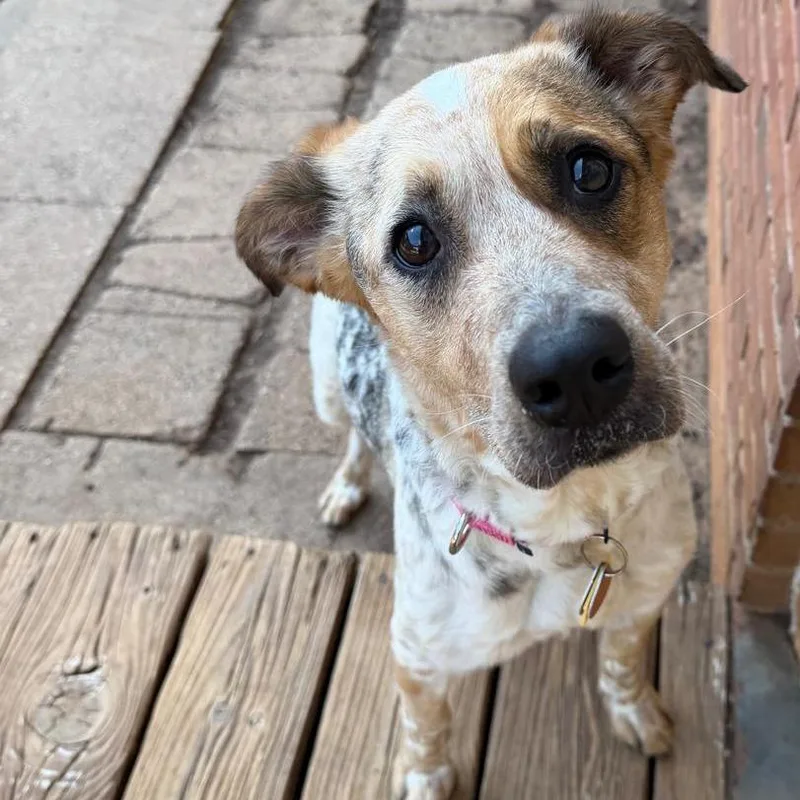 An adult medium-sized female Hound dog named Susie for adoption in Cumming, GA