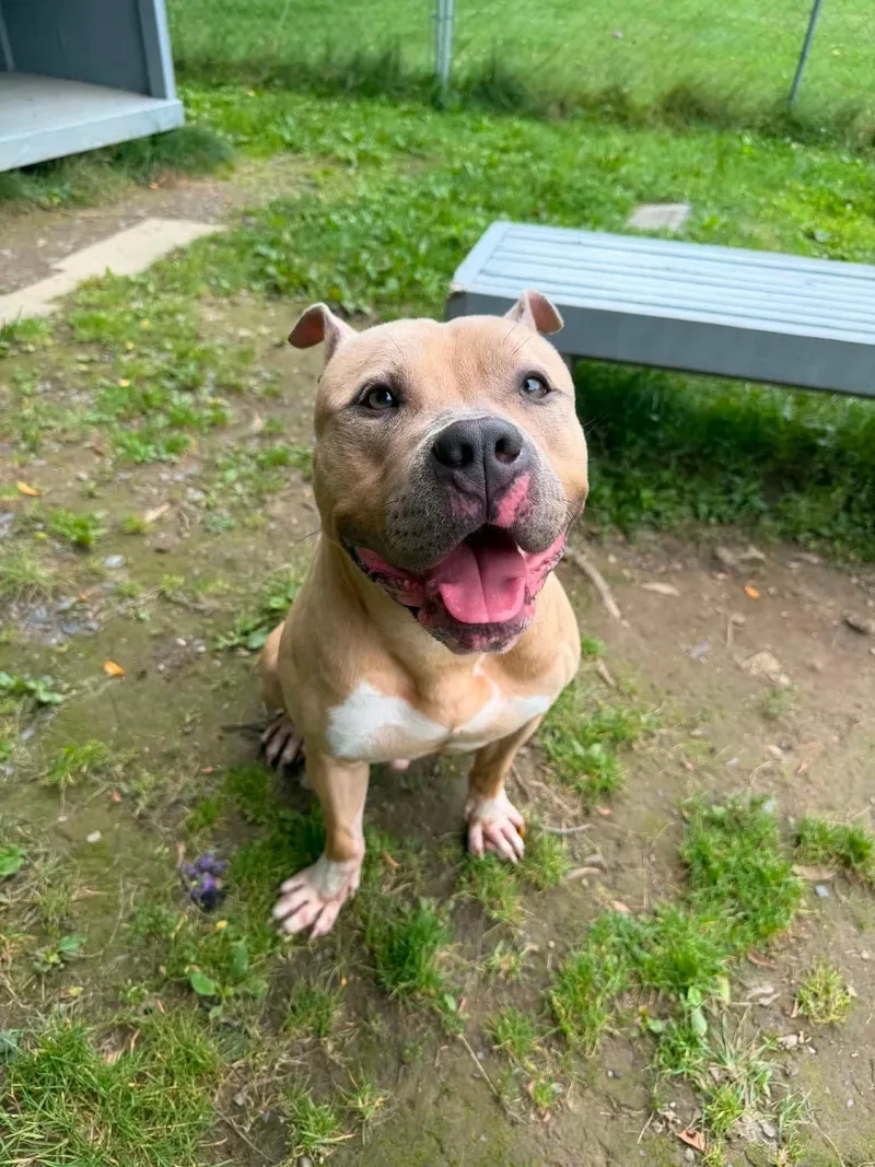 An adult medium-sized male Yellow / Tan / Blond / Fawn Mixed Breed dog named Taz for adoption in New Windsor, NY
