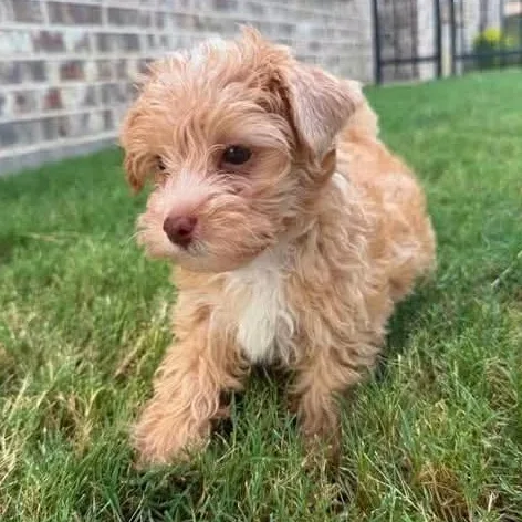 A baby small-sized male Apricot / Beige Poodle (Toy) dog named Mango Tango Miller for adoption in Plano, TX