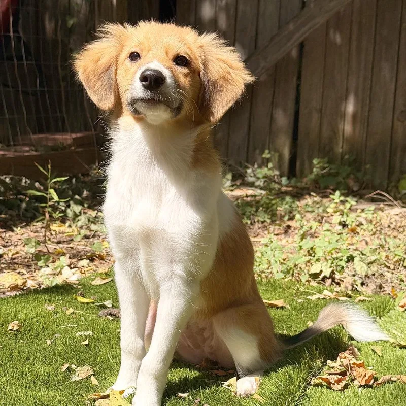 A baby medium-sized female White / Cream Australian Shepherd dog named Heather for adoption in Flower Mound, TX
