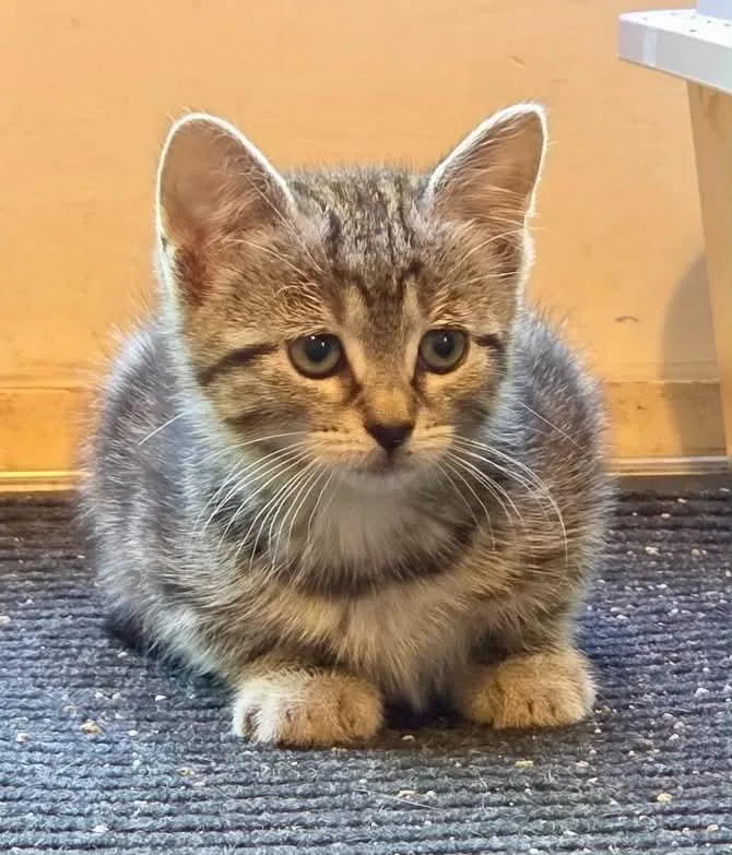 A baby medium-sized female Domestic Short Hair cat named Tabitha for adoption in Warren, NJ