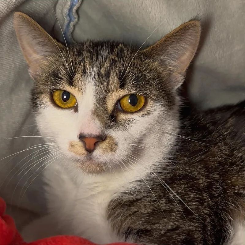 A young medium-sized female Brown / Chocolate Domestic Short Hair cat named Chiclet for adoption in Los Angeles, CA