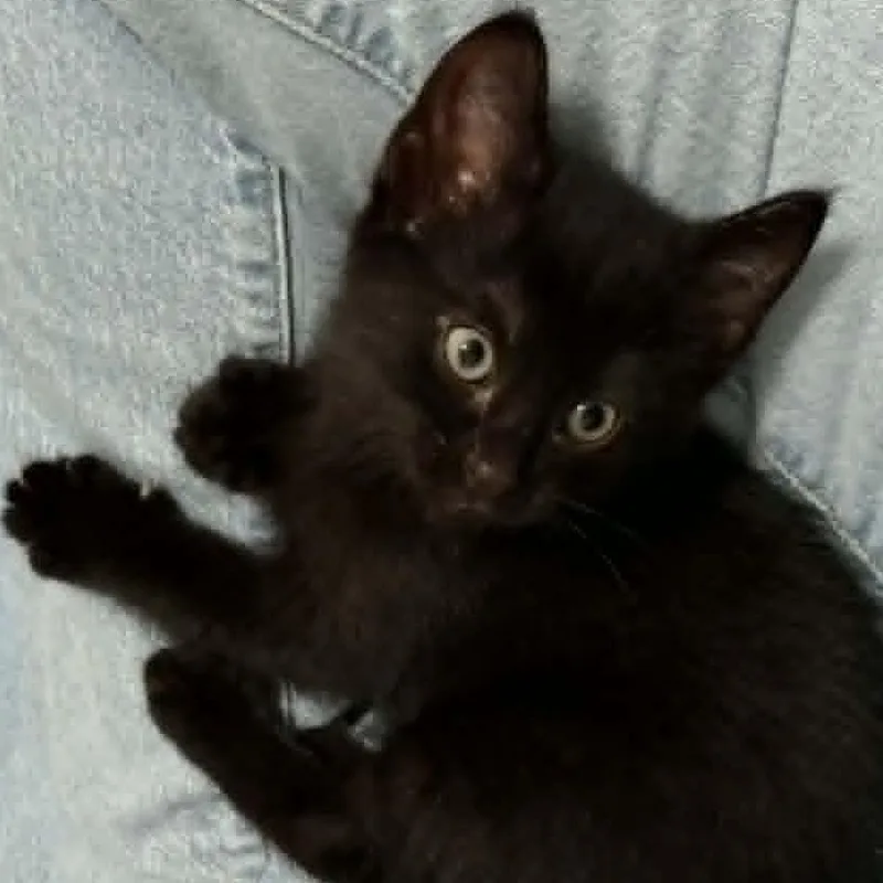 A baby medium-sized male Black Domestic Short Hair cat named Bender for adoption in Richmond, VA