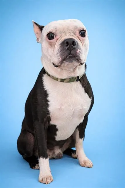 An adult medium-sized male Boston Terrier dog named Ruckus for adoption in Jacksonville, FL