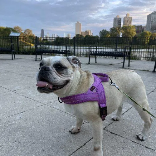 An adult medium-sized female English Bulldog dog named Cordelia for adoption in Chicago, IL