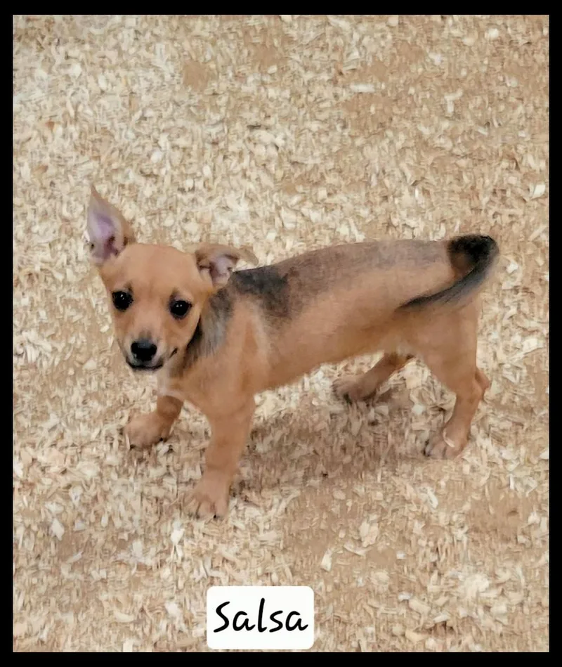 A baby small-sized female Chihuahua dog named Salsa for adoption in Granbury, TX