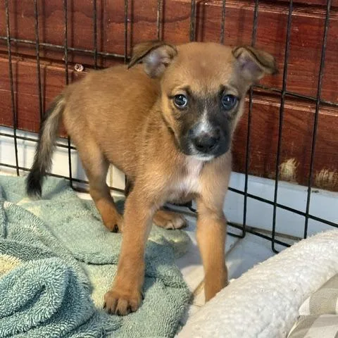 A baby small-sized female Yellow / Tan / Blond / Fawn Mixed Breed dog named Julie for adoption in San Juan, PR