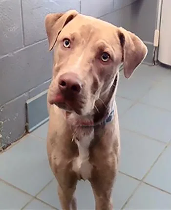 An adult medium-sized male Mixed Breed dog named Bisque for adoption in Nashville, TN