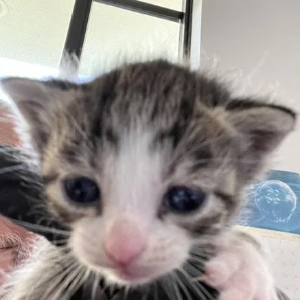 A baby small-sized female Brown / Chocolate Domestic Short Hair cat named Victoria for adoption in West Palm Beach, FL
