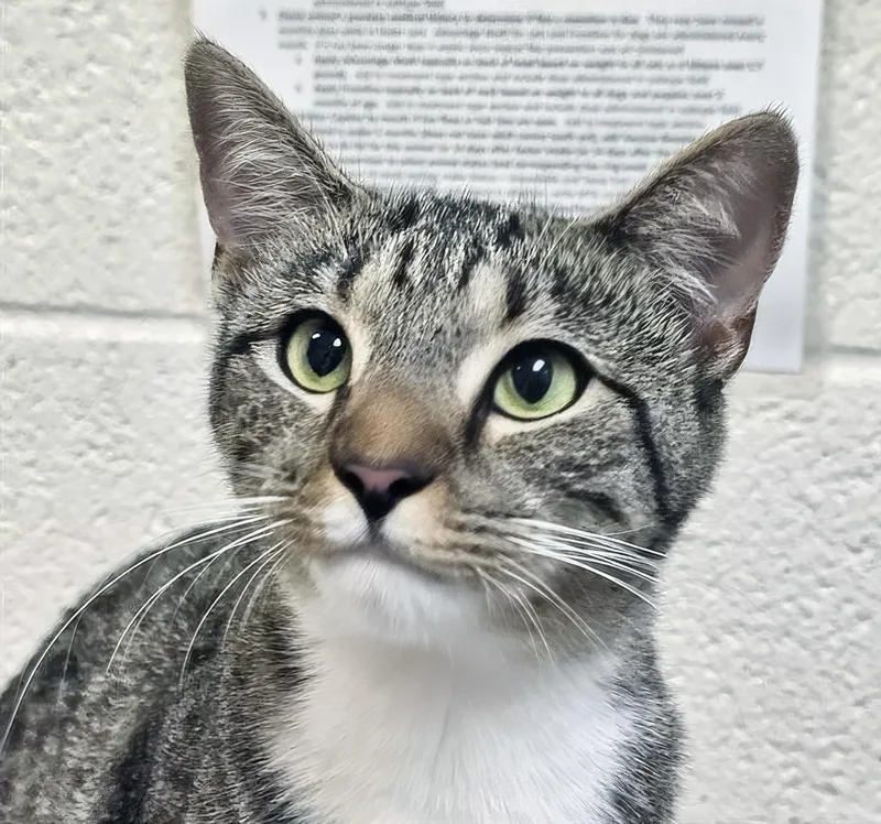An adult medium-sized female Tabby (Brown / Chocolate) Domestic Short Hair cat named Sourdough for adoption in Nashville, TN