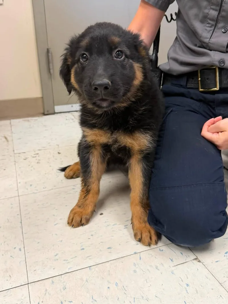 A baby small-sized female Bicolor Bernese Mountain Dog dog named LoveALot for adoption in Oakdale, CA