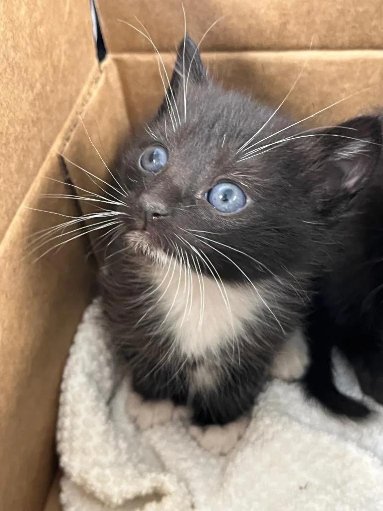 A baby medium-sized female Domestic Short Hair cat named Rome for adoption in Mount Gilead, NC