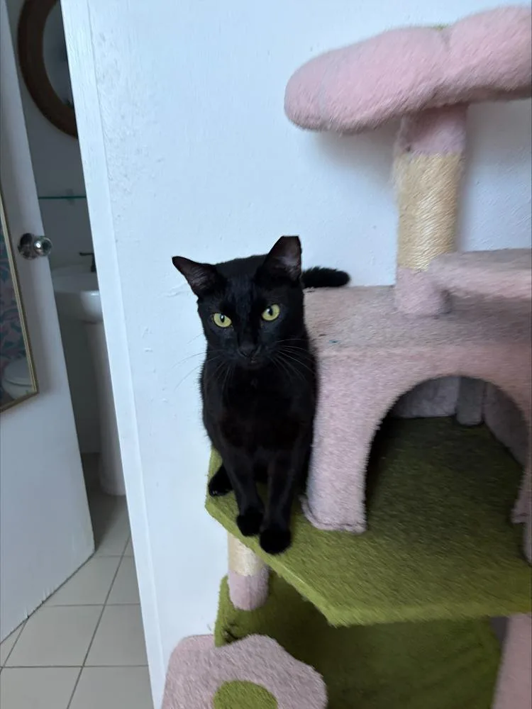 Nini