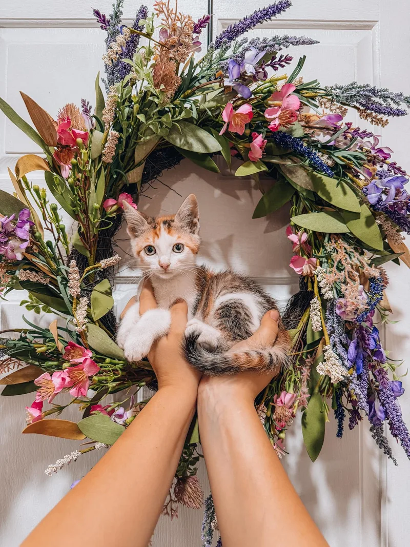 A baby medium-sized female Calico cat named Fawn for adoption in Goodyear, AZ