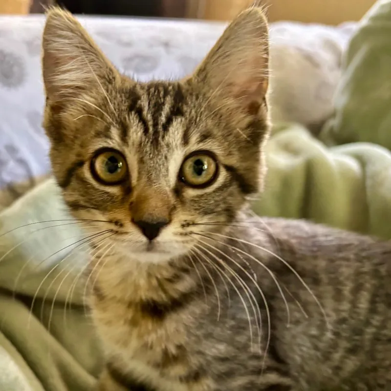 A baby small-sized female Brown / Chocolate Domestic Short Hair cat named Porsche for adoption in Fort Lauderdale, FL