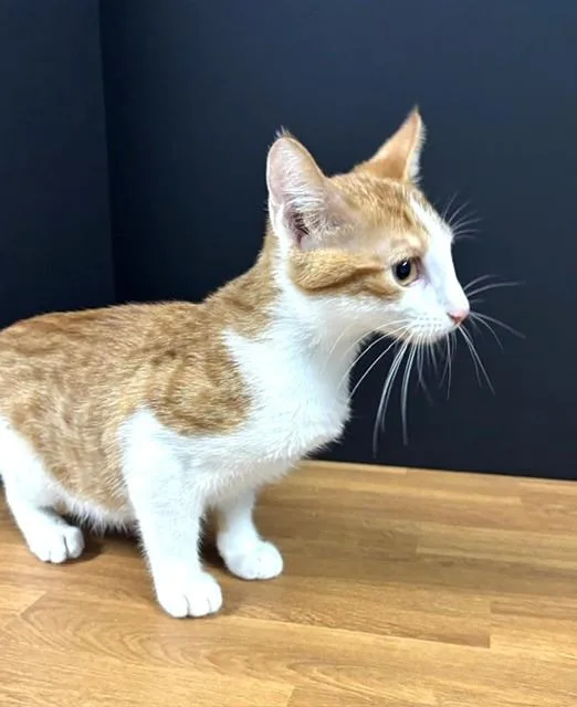 A baby medium-sized male Buff / Tan / Fawn Domestic Short Hair cat named Father's Day for adoption in Hawk Point, MO