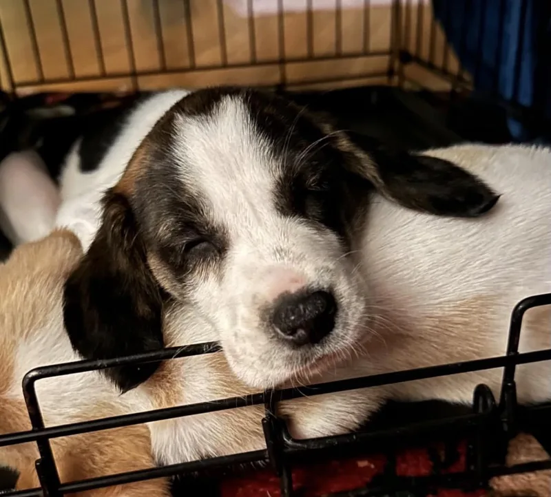 A baby medium-sized female Hound dog named Marcia for adoption in Richmond, VA