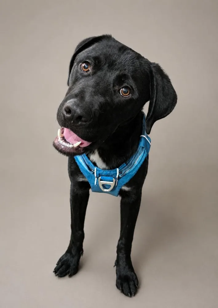 A young large-sized male Black Labrador Retriever dog named Thaddeus for adoption in Littleton, CO