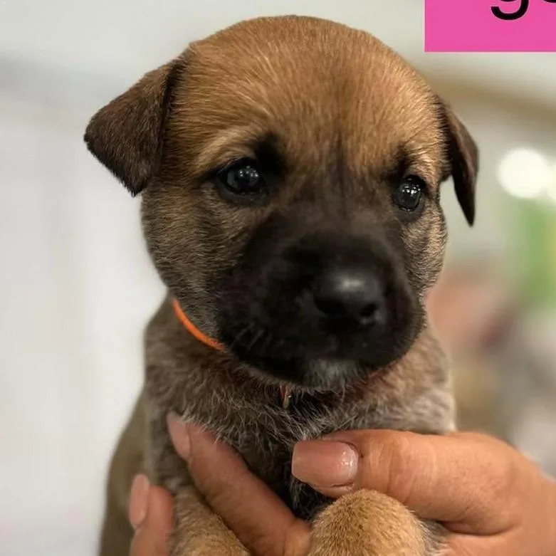 A baby small-sized female German Shepherd Dog dog named Verona for adoption in Tampa, FL