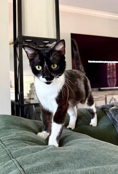 A young medium-sized female Black & White / Tuxedo Domestic Short Hair cat named Purrkinson for adoption in Liverpool, TX