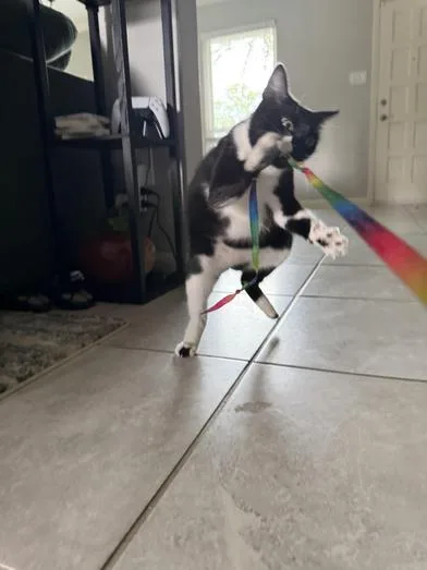 Purrkinson thumbnail 6