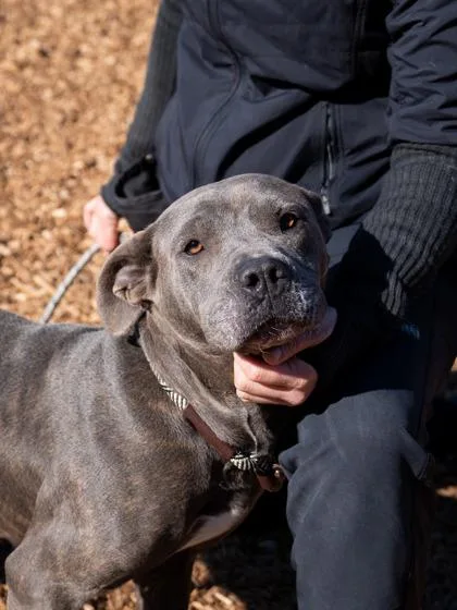 An adult large-sized female Mixed Breed dog named Fallia for adoption in Chamblee, GA