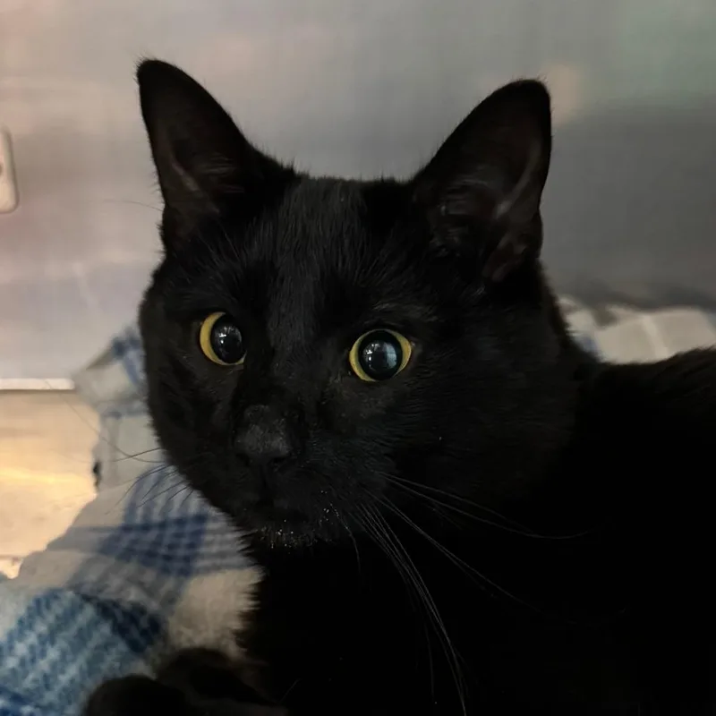 A young medium-sized male Black Domestic Short Hair cat named Glenn CoCo for adoption in Lakewood, CO