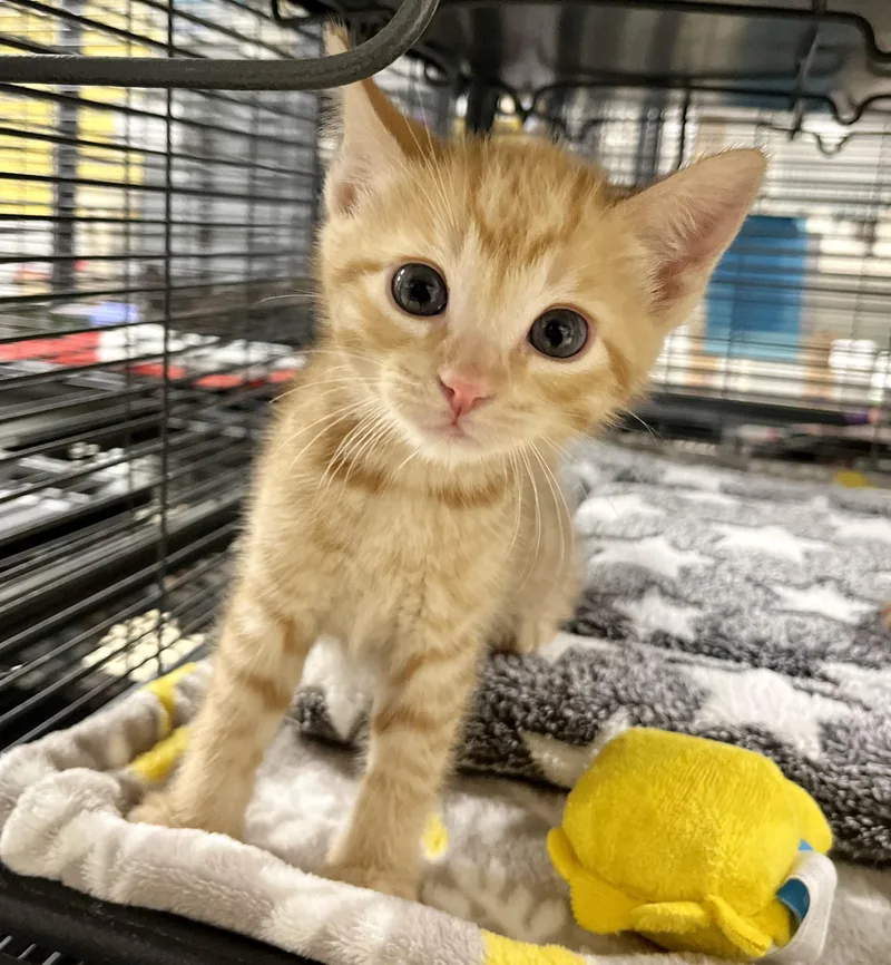 A baby medium-sized male Tabby (Orange / Red) Domestic Short Hair cat named Spoon for adoption in Seville, OH