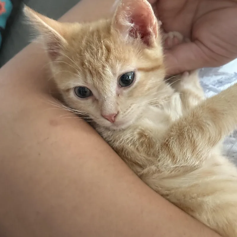 A baby medium-sized male Orange & White Domestic Short Hair cat named Biscuit for adoption in Omaha, NE