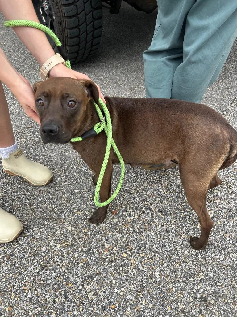 A young medium-sized female Labrador Retriever dog named Hallie for adoption in Gautier, MS