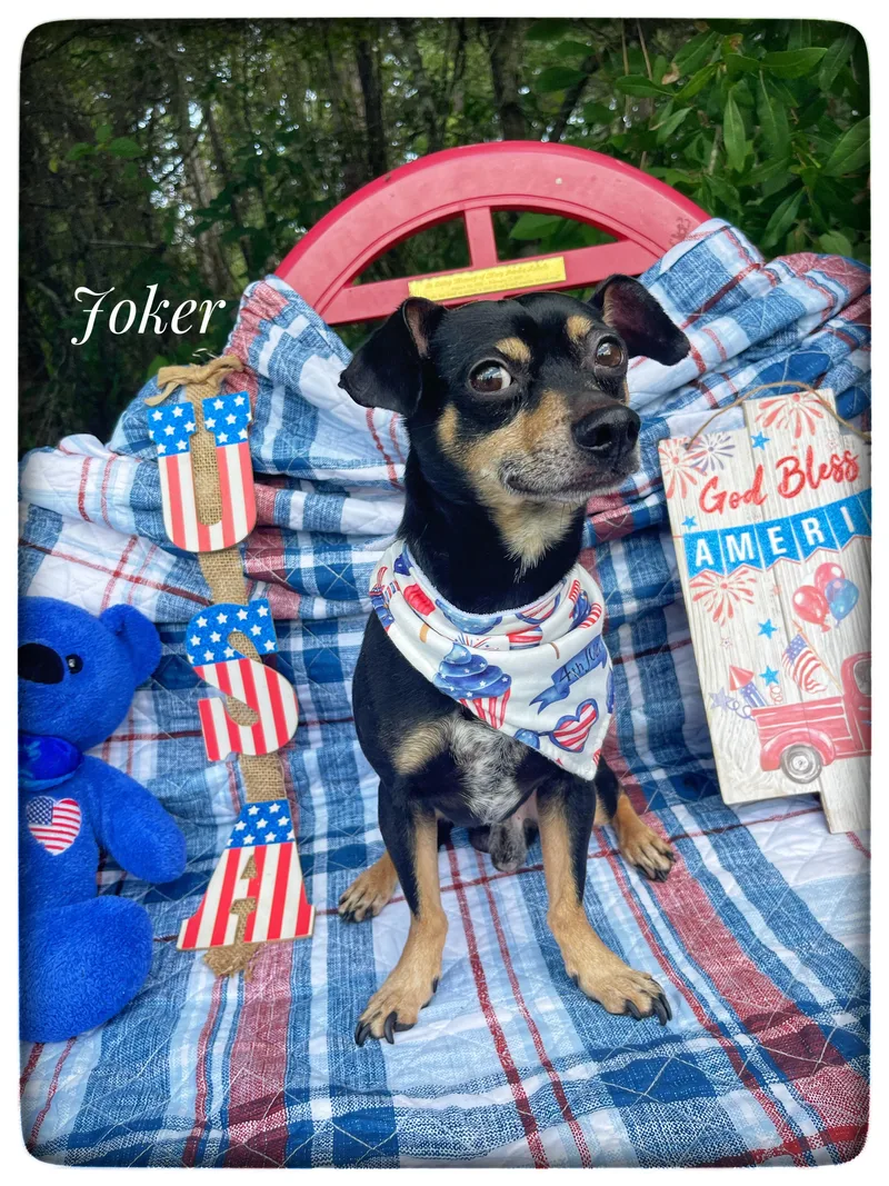 Joker