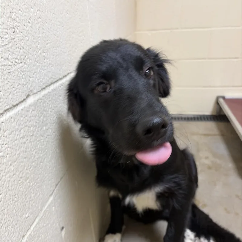 A young medium-sized male Black Great Pyrenees dog named Turbo for adoption in Palestine, TX