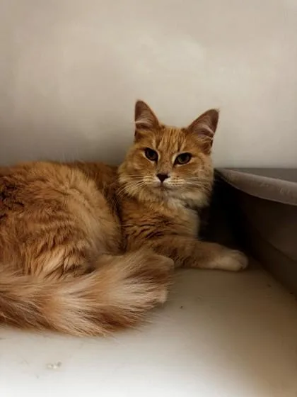 An adult medium-sized female Domestic Medium Hair cat named Anastasia for adoption in Kalispell, MT