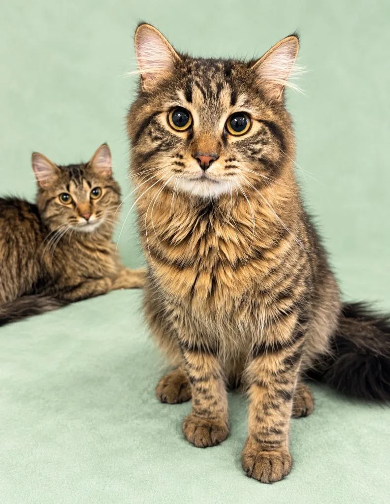 A young medium-sized male Domestic Medium Hair cat named Damien for adoption in Rock Springs, WY