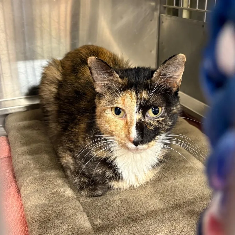 An adult medium-sized female Calico Domestic Short Hair cat named Pippy for adoption in Springfield, IL