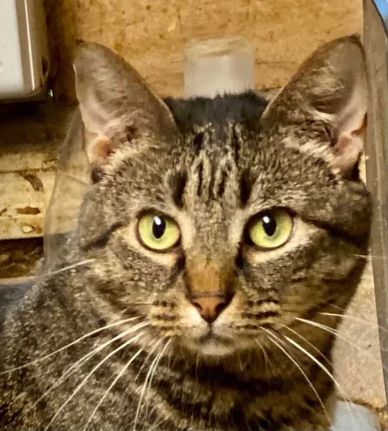 An adult medium-sized female Tabby (Brown / Chocolate) Domestic Short Hair cat named River for adoption in Buchanan, TN