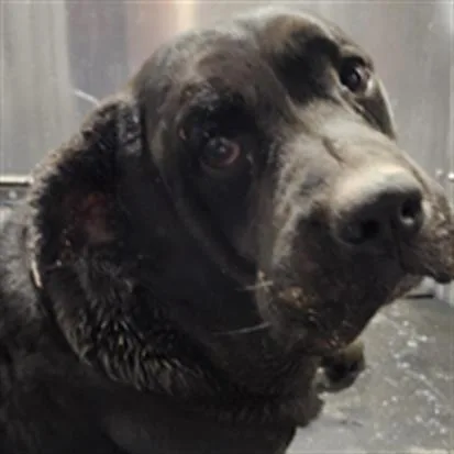 An adult medium-sized male Mastiff dog named Birch for adoption in San Antonio, TX